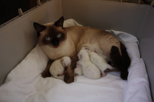 Daisy mit Babys