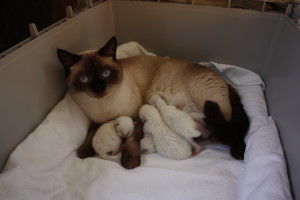 Daisy mit Babys