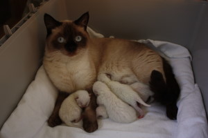 Daisy mit Babys