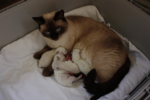 Daisy mit Babys