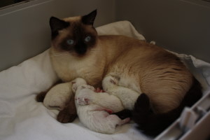 Daisy mit Babys