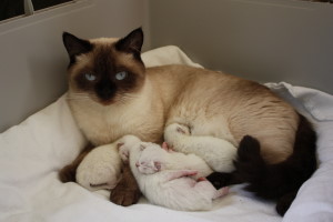 Daisy mit Babys