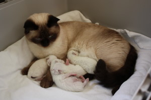 Daisy mit Babys