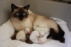 Daisy mit Babys
