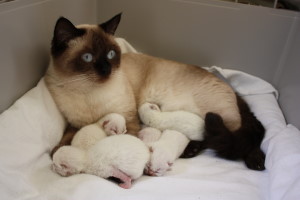 Daisy mit Babys