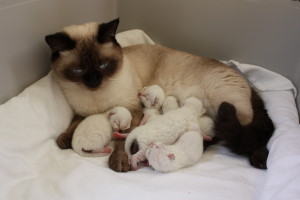 Daisy mit Babys