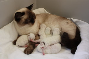 Daisy mit Babys