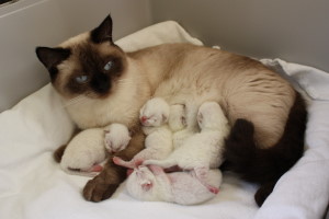 Daisy mit Babys