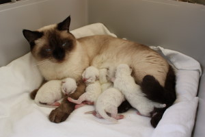 Daisy mit Babys