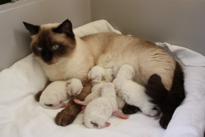 Daisy mit Babys
