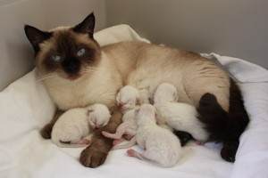 Daisy mit Babys