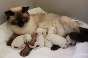 Daisy mit Babys