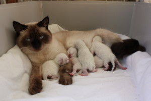 Daisy mit Babys