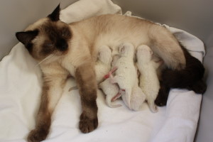 Daisy mit Babys