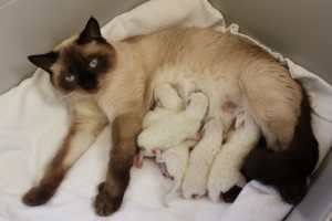 Daisy mit Babys