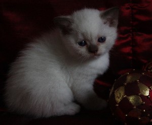 Binalina
